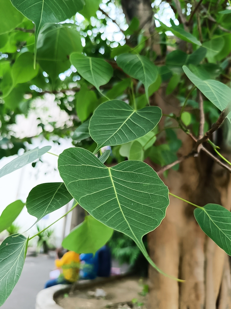 offering water to peepal tree