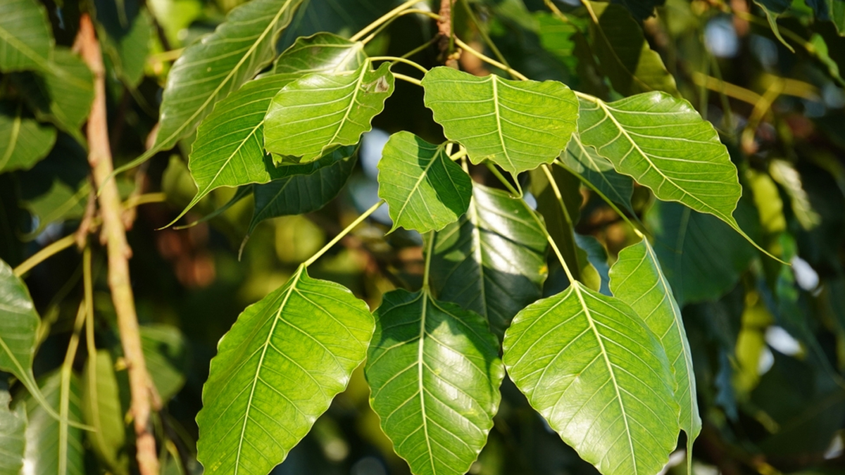 peepal tree significance