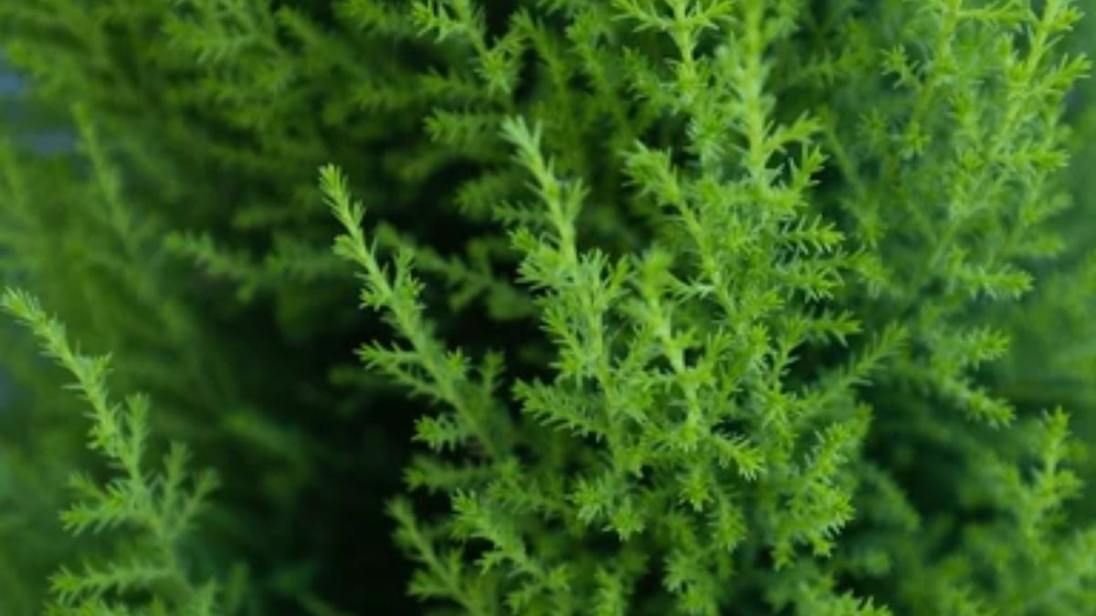 foxtail fern plantation tips (1)