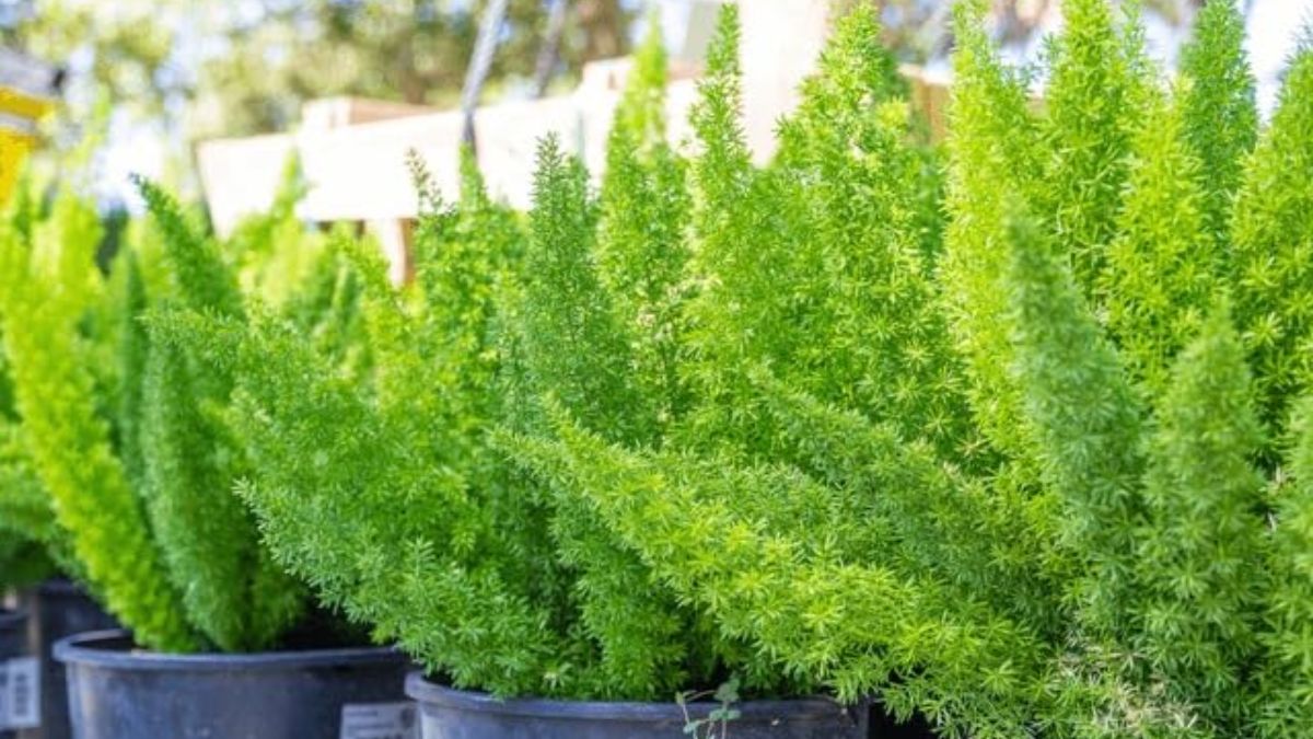 foxtail fern plantation tips (2)