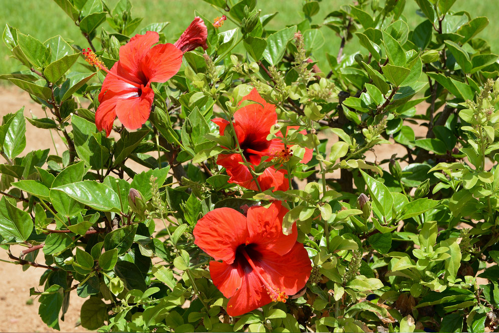 how to increase hibiiscus flowering