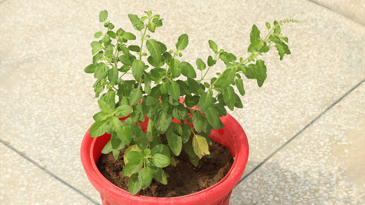 Tulsi Plant Care Tips: फरवरी में मुरझा रही है तुलसी? अपनाएं ये असरदार टिप्स, जल्द हो जाएगी हरी-भरी