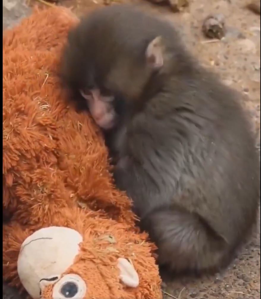 Japan zoo baby monkey video