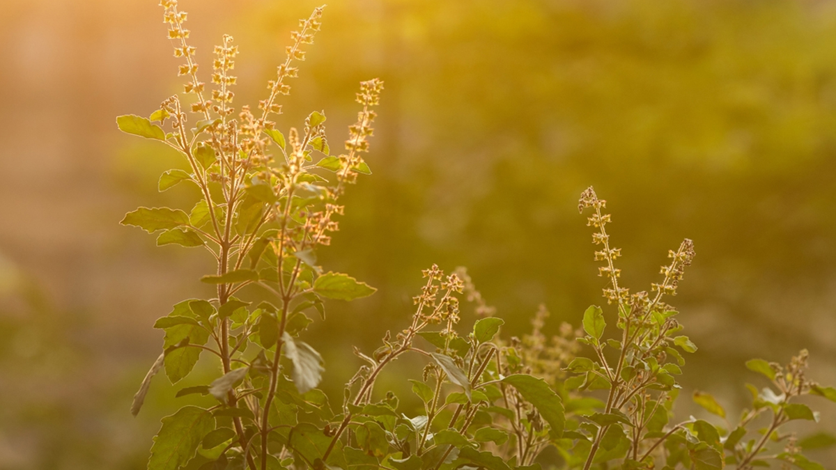 dried tulsi plant tips