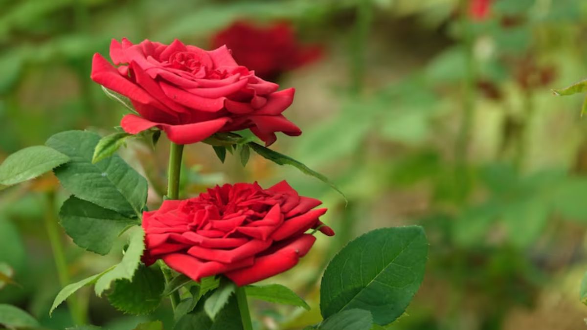 rose plantation tips for summer (1)
