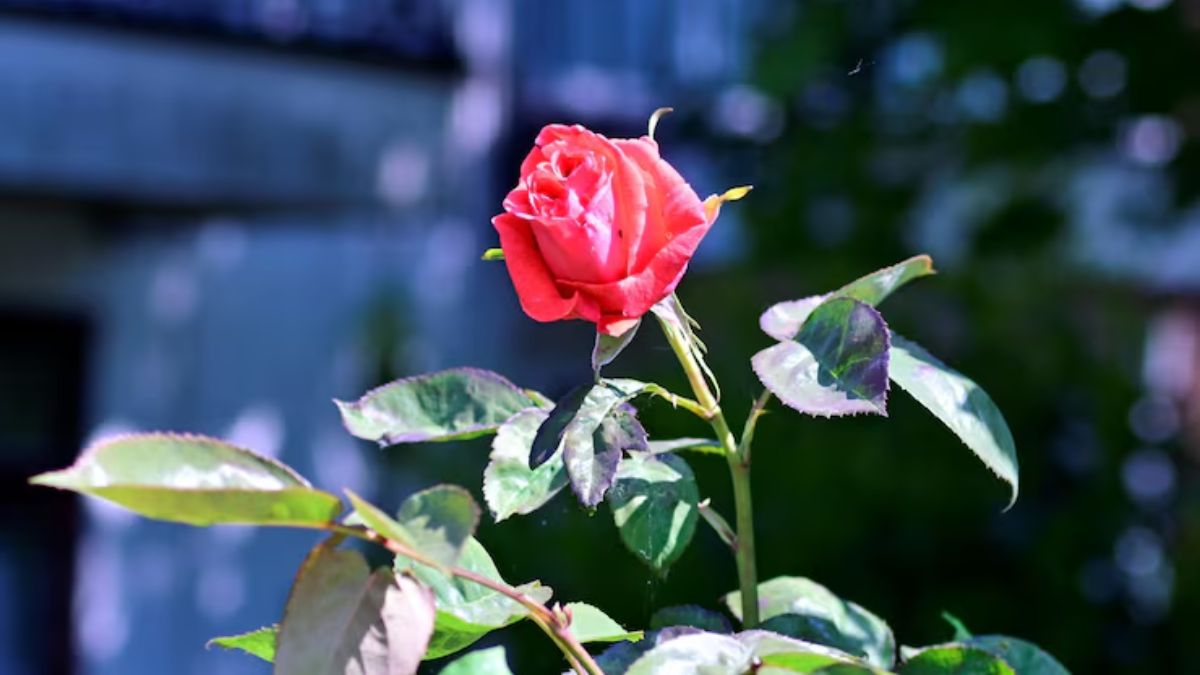 rose plantation tips for summer (2)