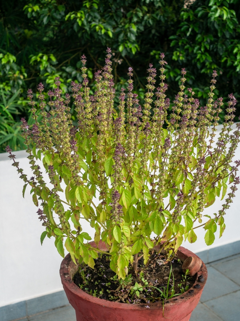 tulsi plant ko sukhne se kaise bachaen
