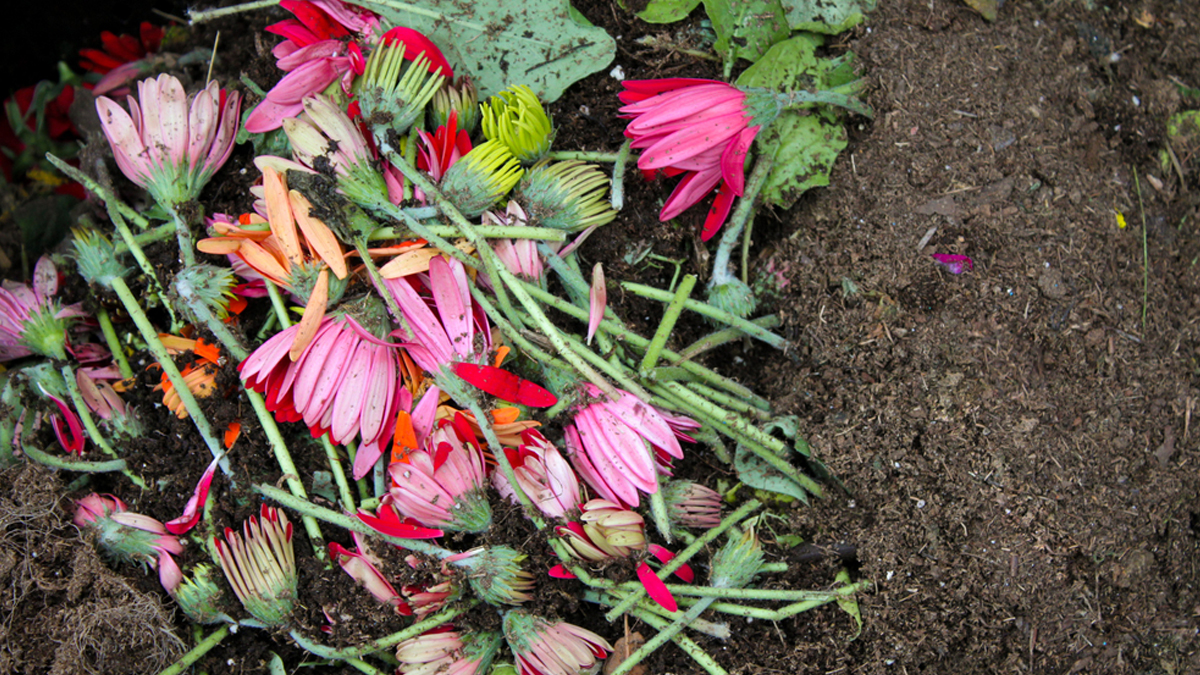 Gardening Tips: पूजा में इस्तेमाल हुए फूलों से कैसे बनाएं पौधों के लिए नेचुरल खाद ? माली ने बताया एक आसान तरीका