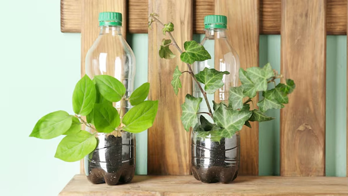bottle plants (2)