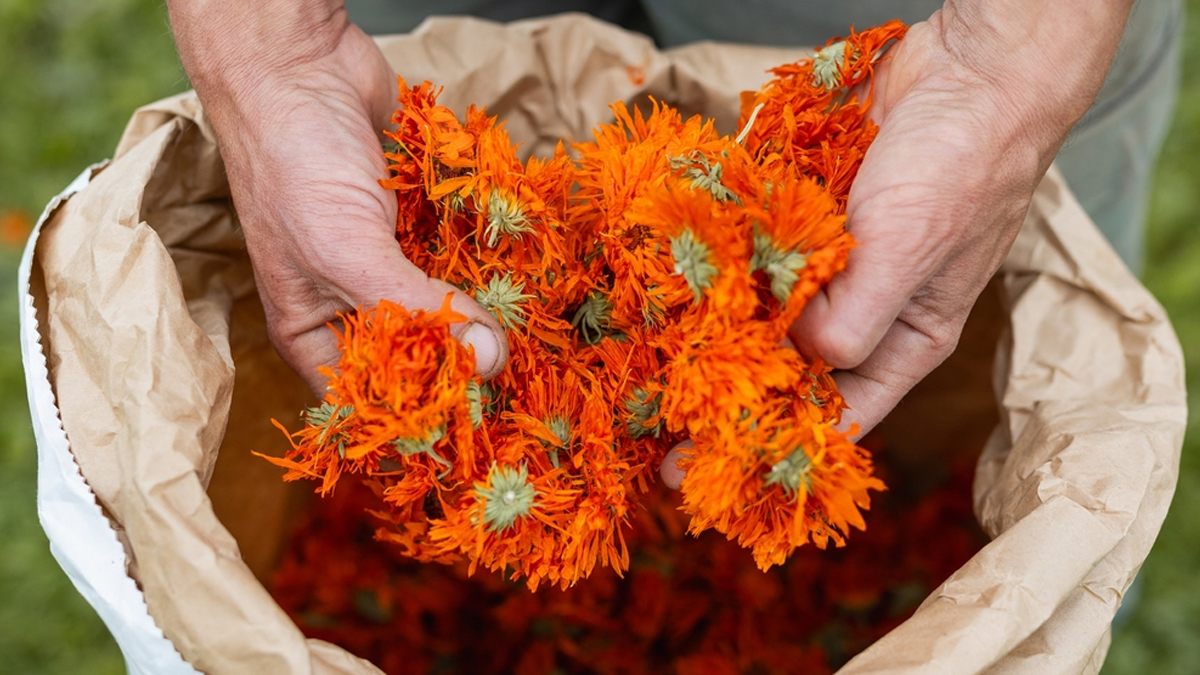 compost with puja flowers
