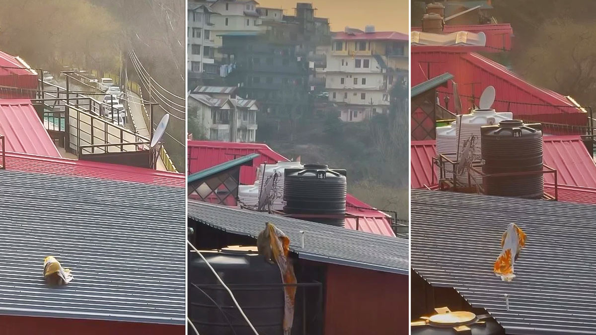 Monkey Enjoy With Dupatta Viral Video: दुपट्टा ओढ़कर दुल्हनियां की तरह अंदाए दिखाता नजर आया बंदर, वायरल वीडियो में मस्ती देख लोग बोले- इसे कहते हैं असली मॉडल