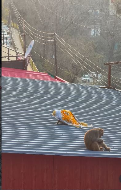 Shimla monkey video