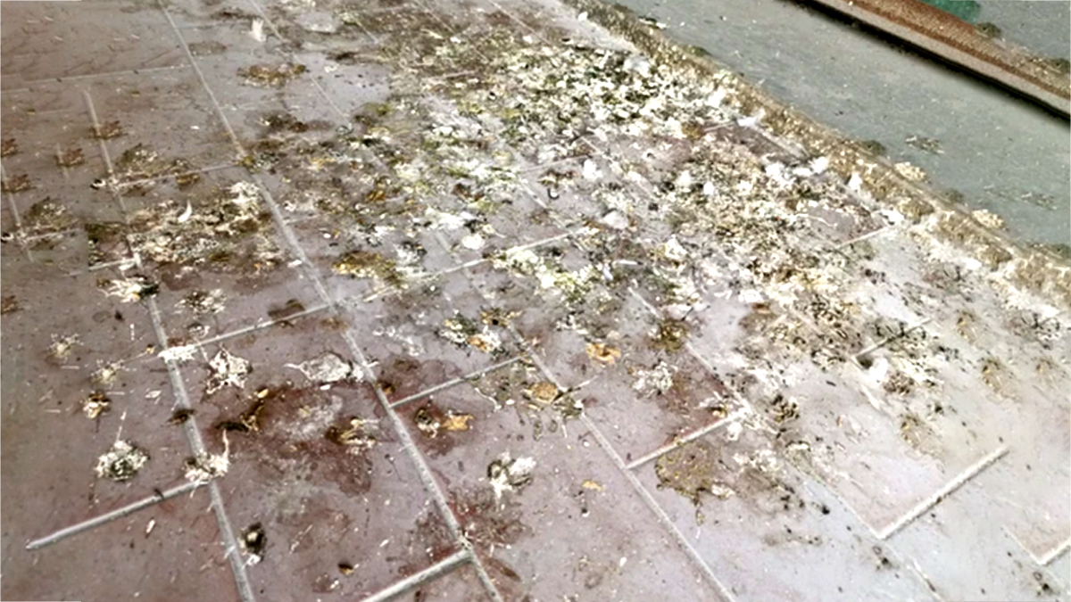 clean pigeon poop from balcony easily
