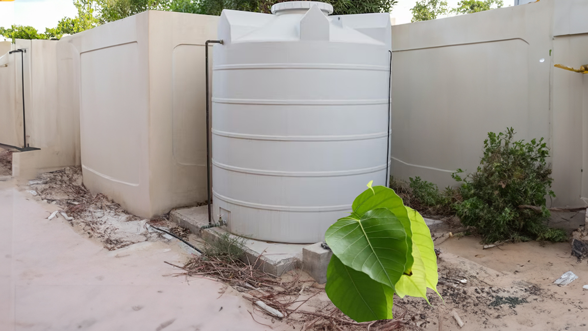 how to remove peepal tree growing near water tank