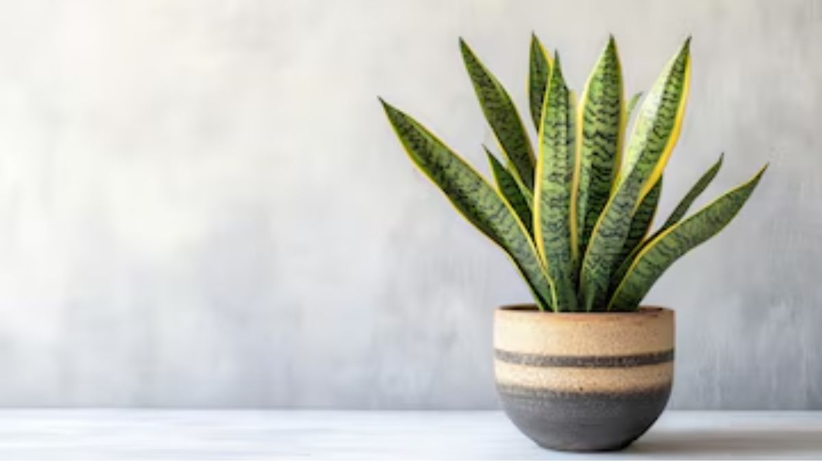 snake plant caring tips (1)