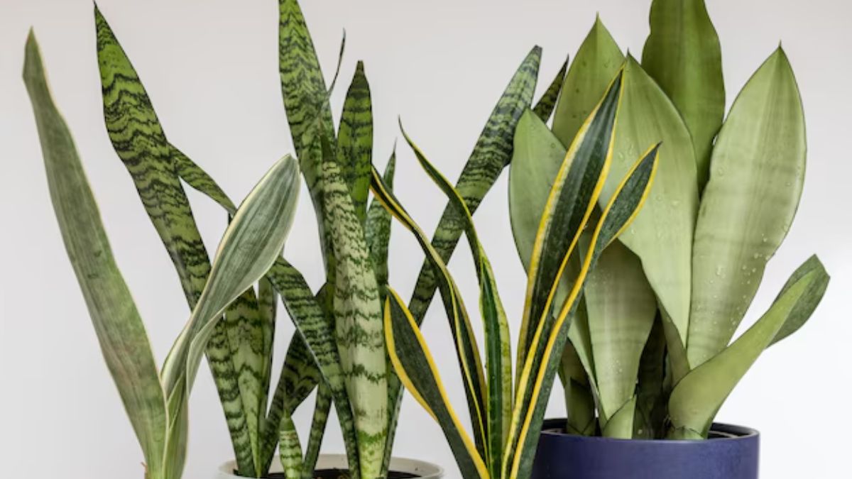 snake plant caring tips