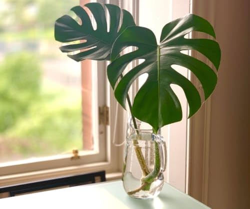 How To Grow Monstera Plant
