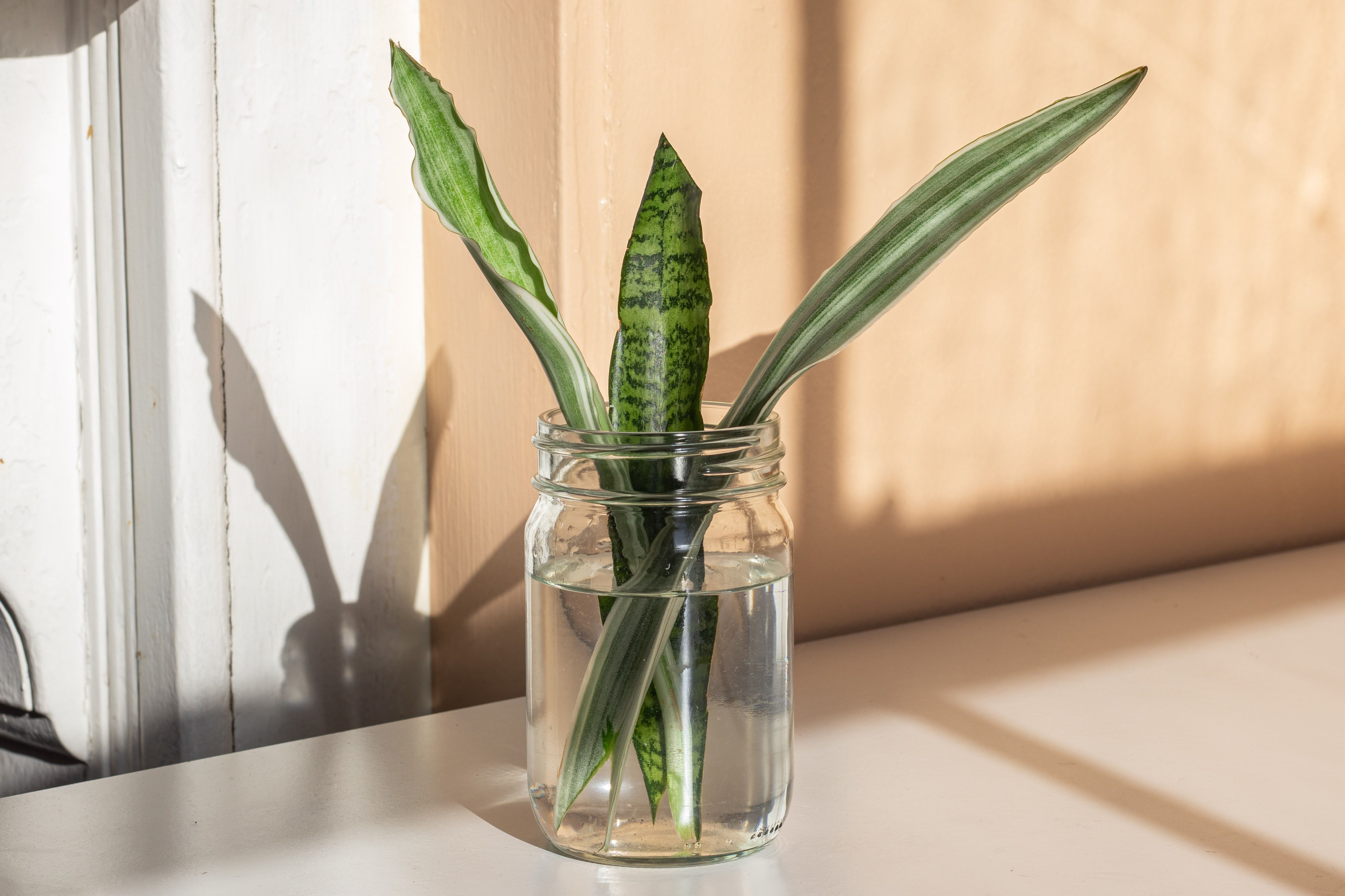 How To Grow Snake Plant In Water