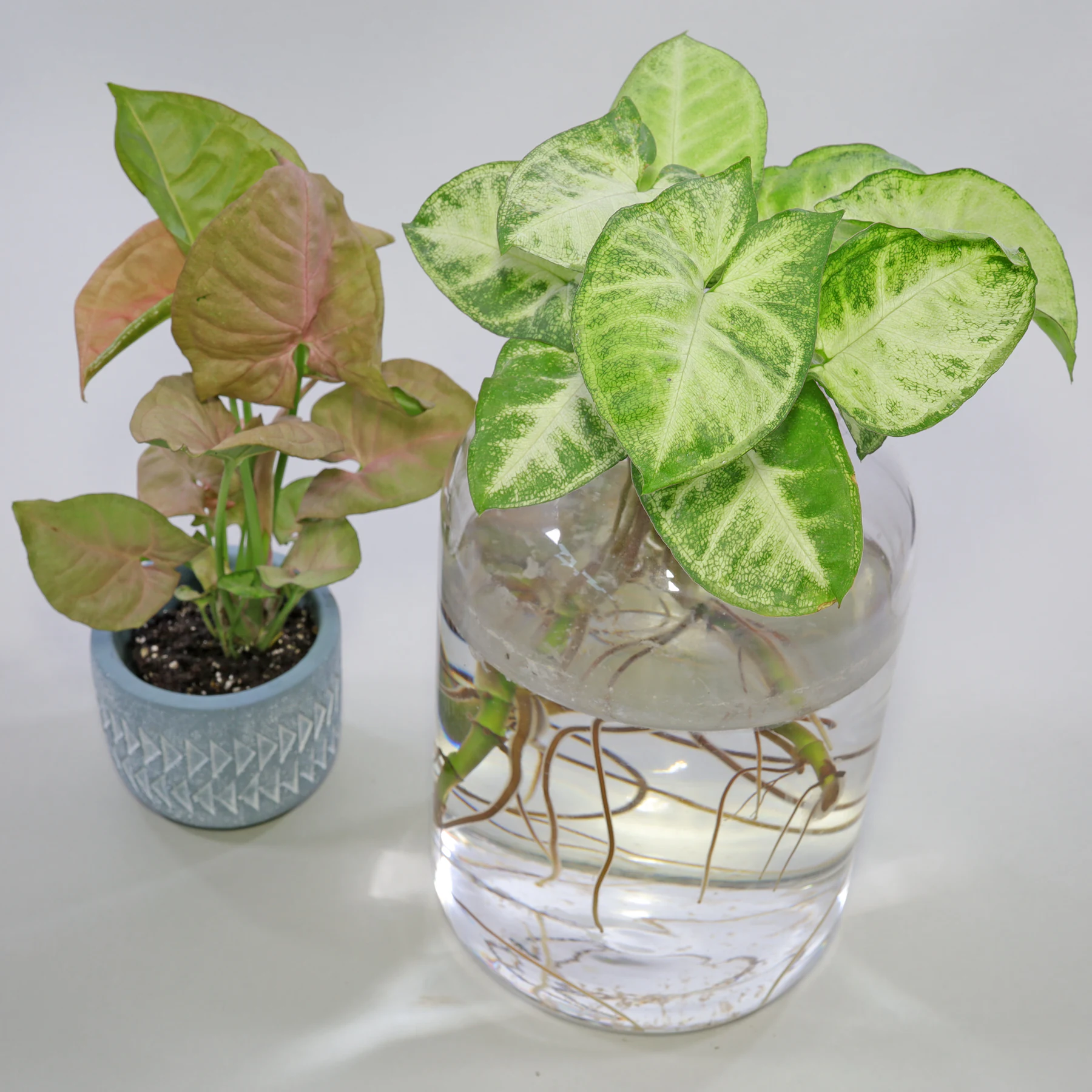 How To Grow Syngonium Plant In Water