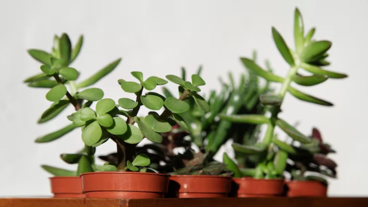 jade plant gardening tips (2)