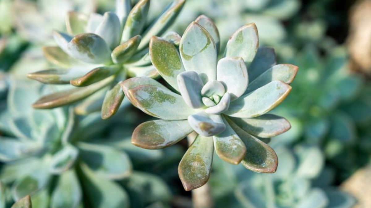 jade plant gardening tips