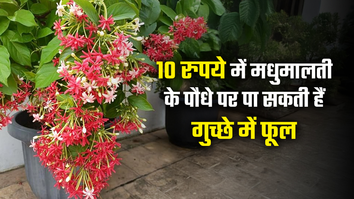 Gardening Tips: मधुमालती के पौधे में आएंगे गुच्छों में फूल, बस मिट्टी में डालें 10 रुपये की यह 1 सफेद चीज