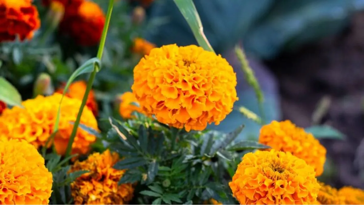 Marigold Plantation Tips