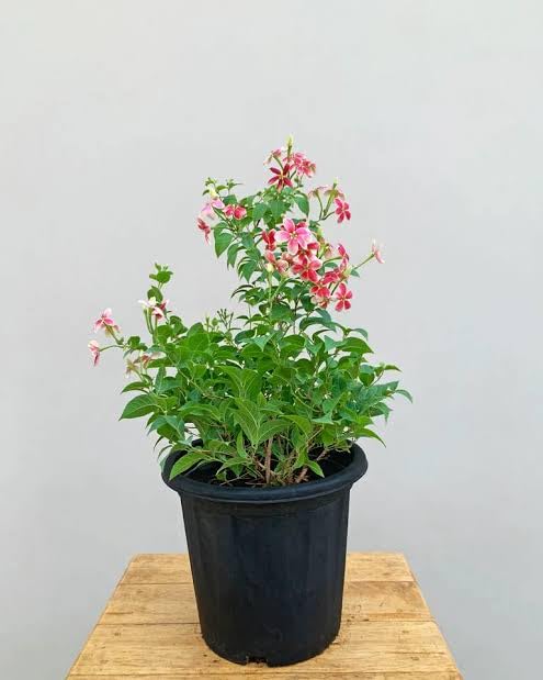 Madhumalti plant sunlight needs