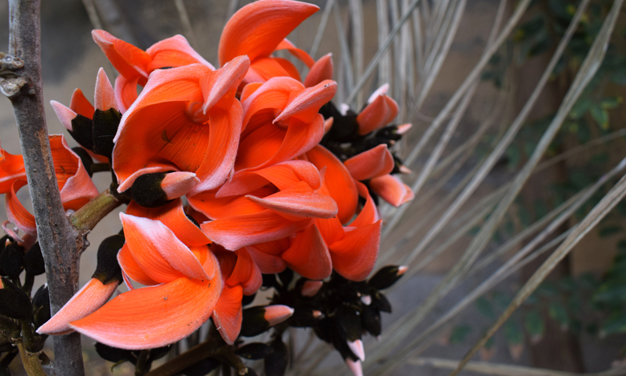 kesuda snan for glowing skin