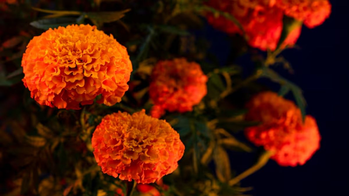 marigold plantation tips (2)