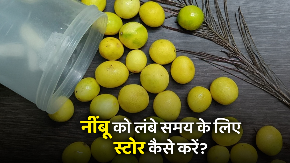 Nimbu Storage Tips: बार-बार सूख जाता है नींबू? स्टोर करते समय अपनाएं ये तरीके, कई हफ्ते तक रहेगा फ्रेश