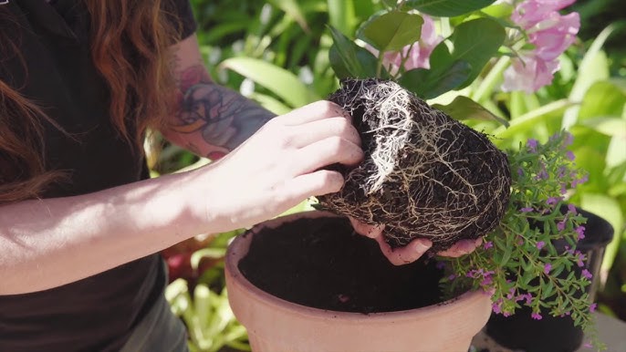 4-3-2-1 soil mixture formula kya hai