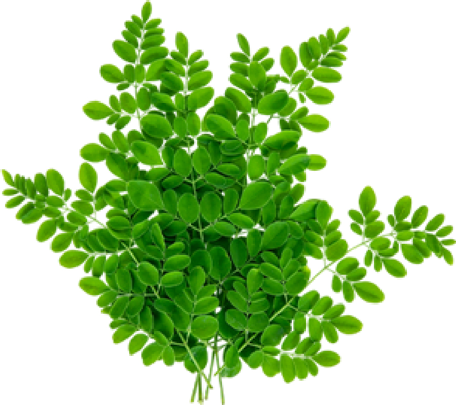 Drumstick Leaves to eat for hemoglobin