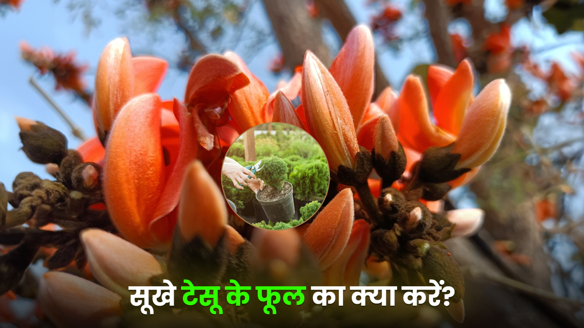 होली के बाद टेसू के सूखे फूलों का कैसे करें इस्तेमाल? पौधों की खाद से लेकर नेचुरल डाई बनाने तक के 6 अनोखे तरीके