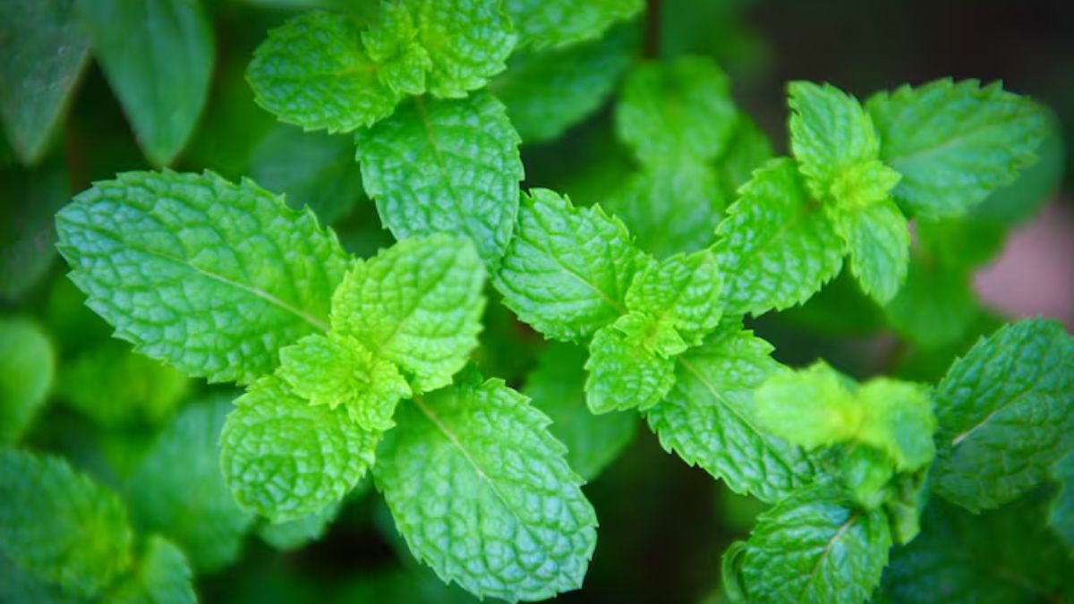 Pudina Plant Care Tips (1)