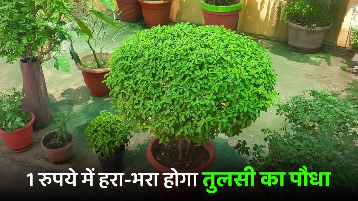 How to protect Tulsi plant from pests naturally