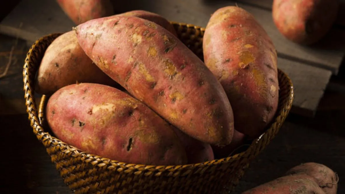 Sweet Potato Storage Tips