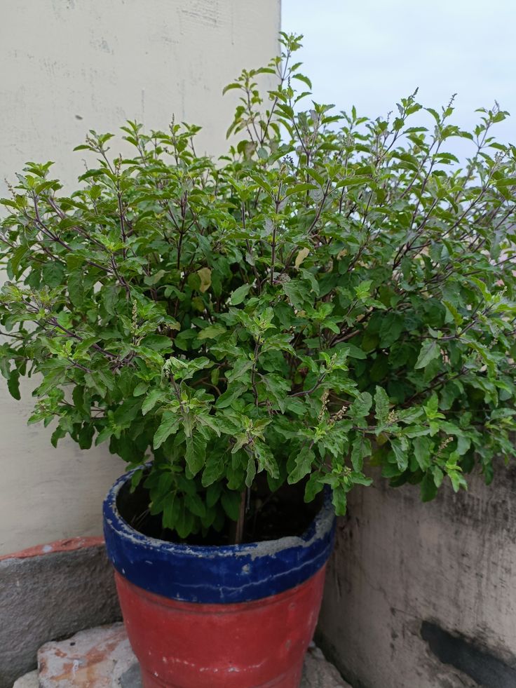 Cheap gardening hacks for Tulsi