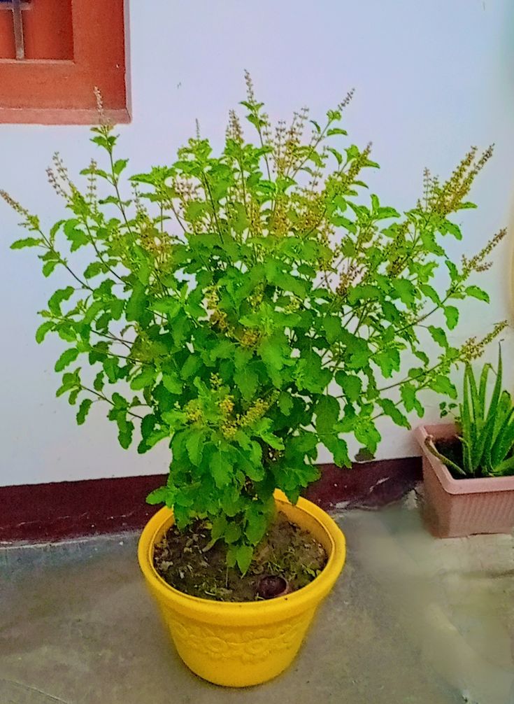 How to keep Tulsi plant green all year