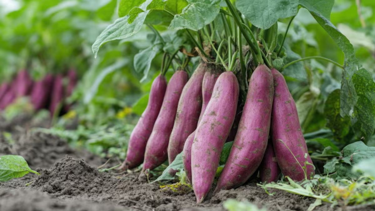 sweet potato storage tips (1)