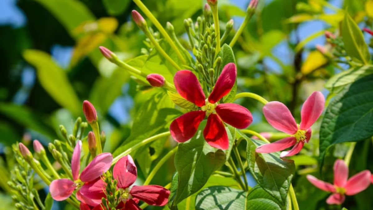 madhumalti care tips (1)