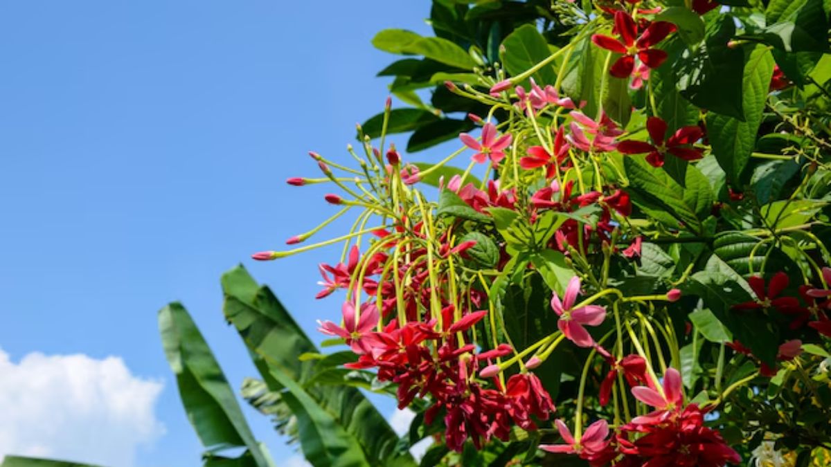 madhumalti care tips (2)