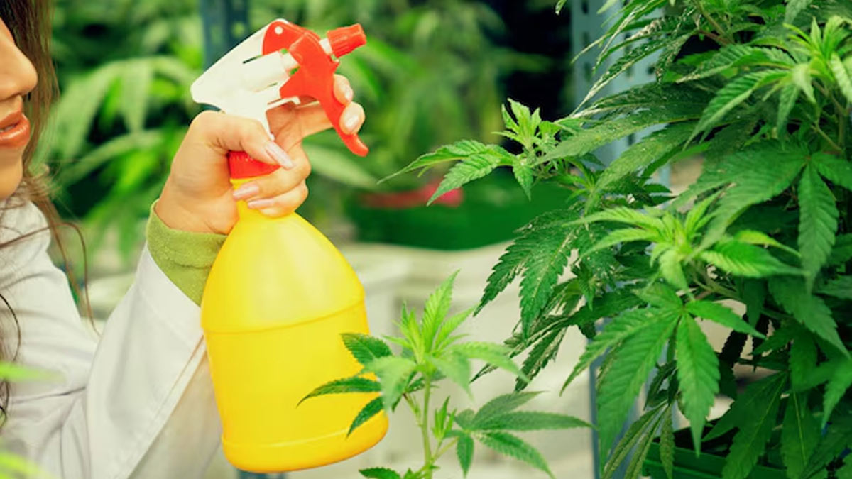 marigold insects remedy and tips