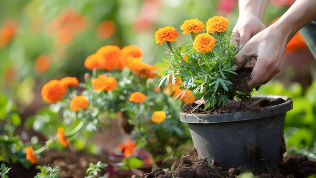 marigold insects tips