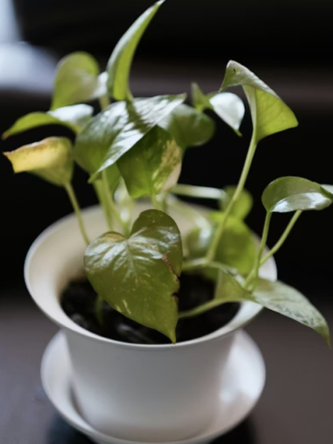 money plant astrology