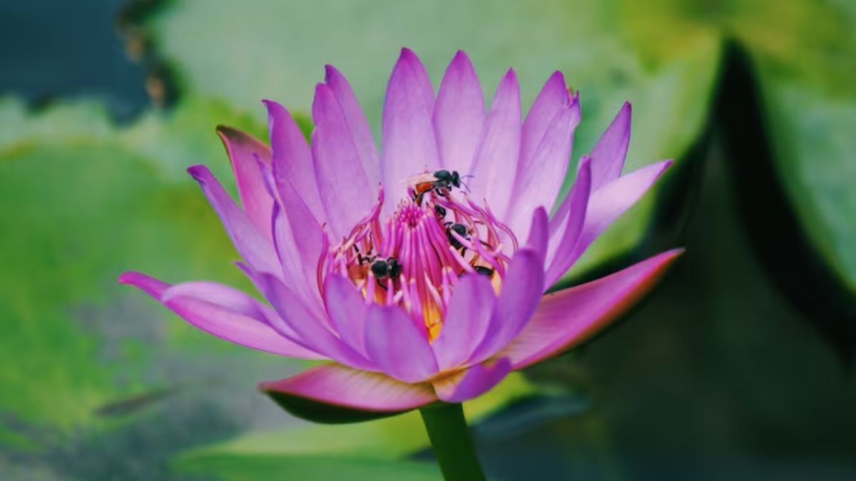 Water Lily Care: पानी में रहने के बावजूद मुरझा रही है वॉटर लिली, कहीं आप भी तो नहीं कर रहीं ये 5 गलतियां?