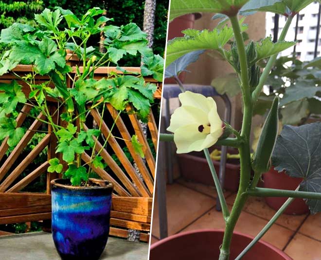 3 summer vegetables to plant in march mont