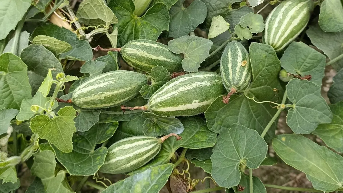 Summer vegetable gardening