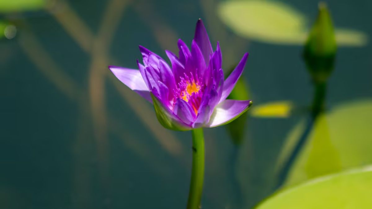 water lily care tips (1)