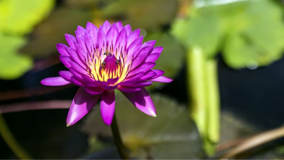 water lily care tips (2)